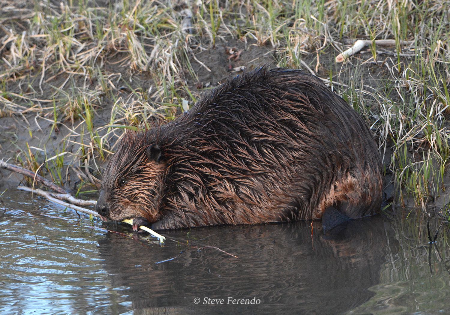 "Natural World" Through My Camera: Down At The Creek, Beavers and Muskrats